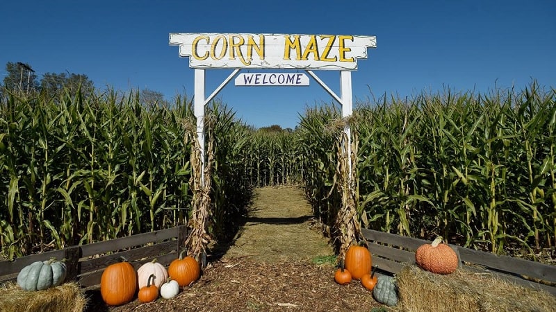 Creepy Corn Maze